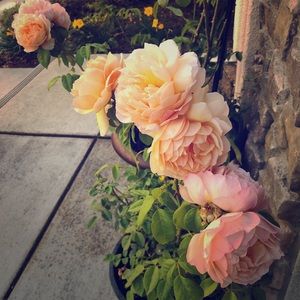 Meet your Posher, Anna